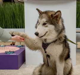 Семейный праздник – «Твоя очередь вилять хвостом» ТРЦ Охта Молл