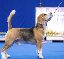 Выставка «Город собак»