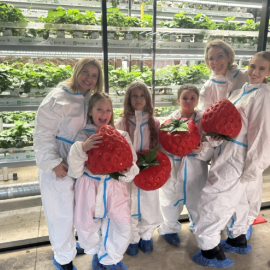 Клубничная ферма в Санкт-Петербурге «City Ferma»