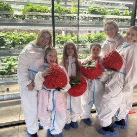 Клубничная ферма в Санкт-Петербурге «City Ferma»