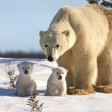 https://kuda-spb.ru/image/370/370/uploads/9cfeb755b544ef1f23addb9c082e1ea3.jpeg