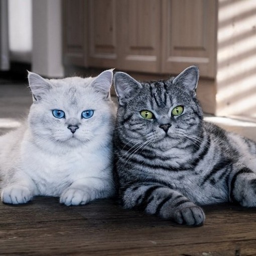 Сколько живут британцы кошки
