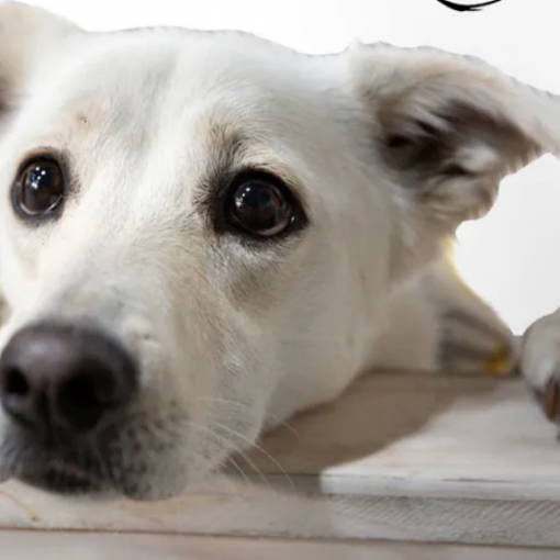 Благотворительный фестиваль «Путь домой» в Севкабель Порт