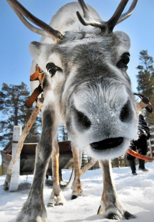 Лапландия Парк