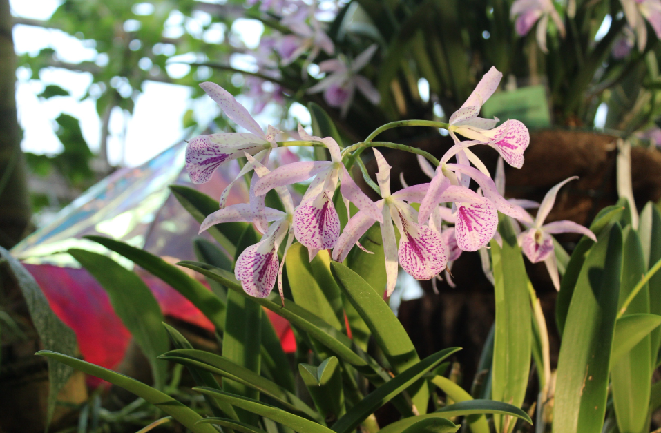 Новогодняя выставка орхидей и бромелий «Осколки радуги — 2022»