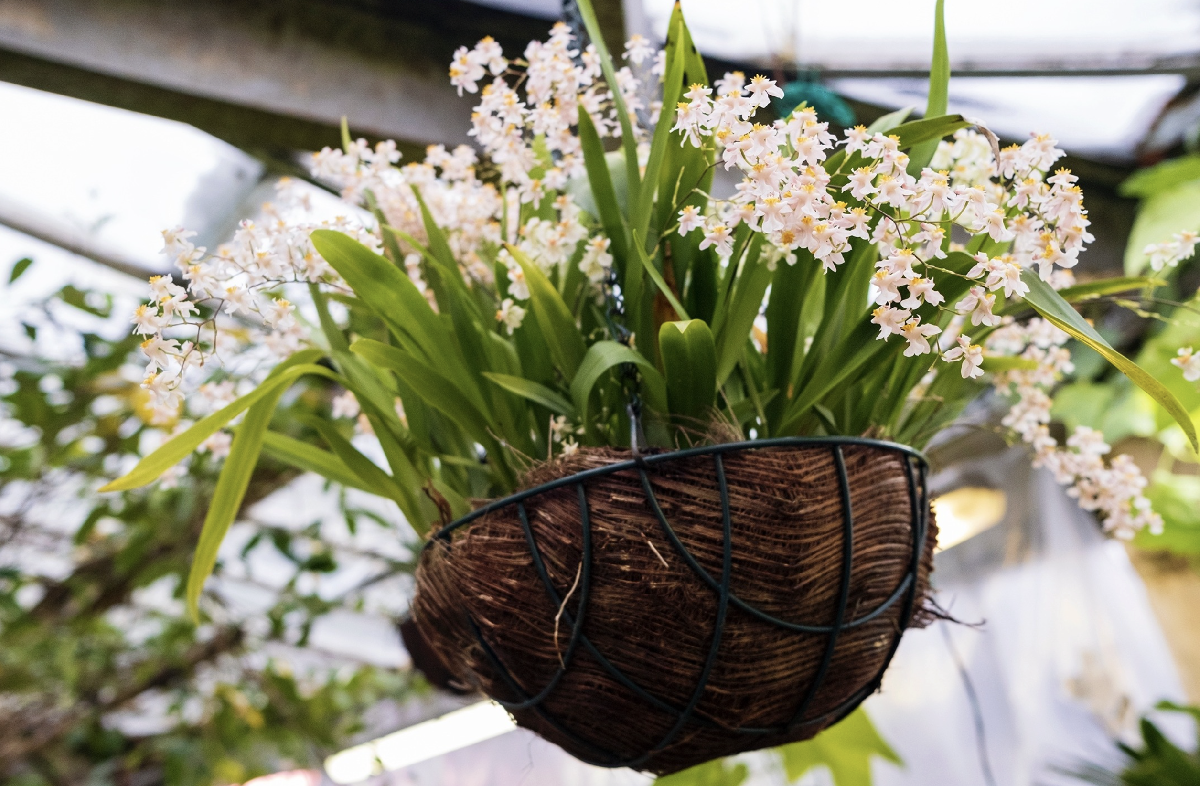 Фестиваль «Ботанический Новый год»2026