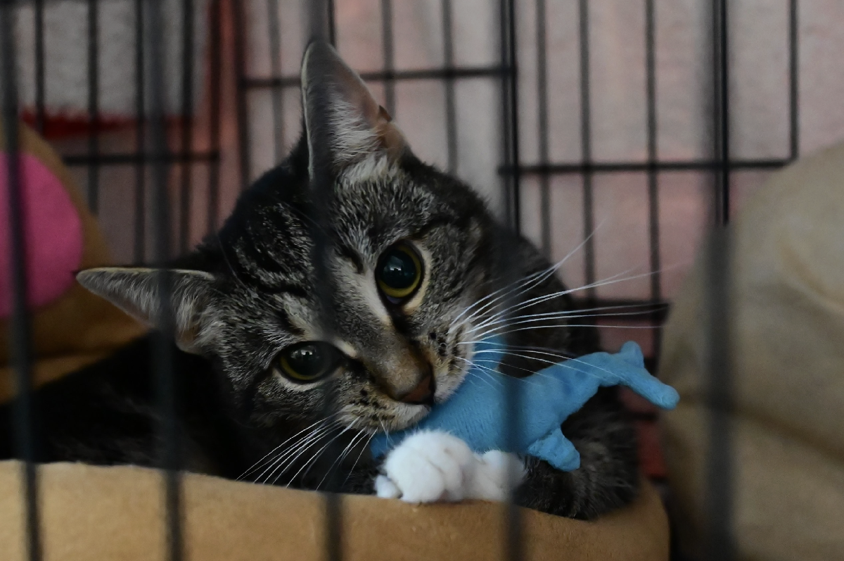 Благотворительный фестиваль «Путь домой»