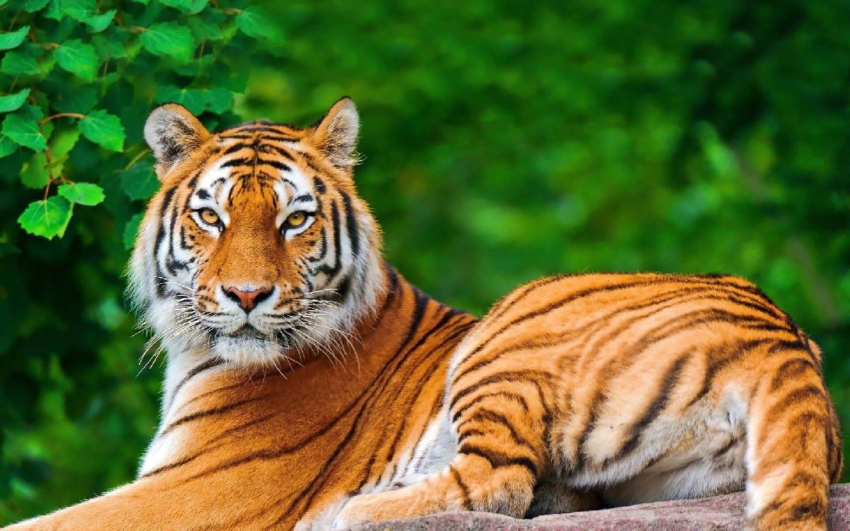 День тигра в Ленинградском зоопарке 2017