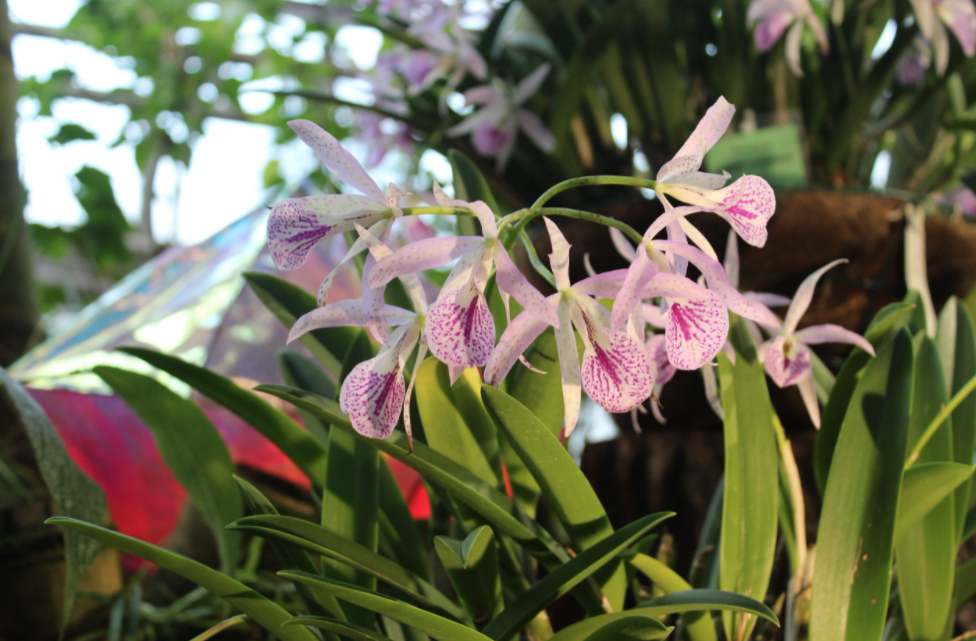 Выставка орхидей и бромелий «Осколки радуги» 2021/22
