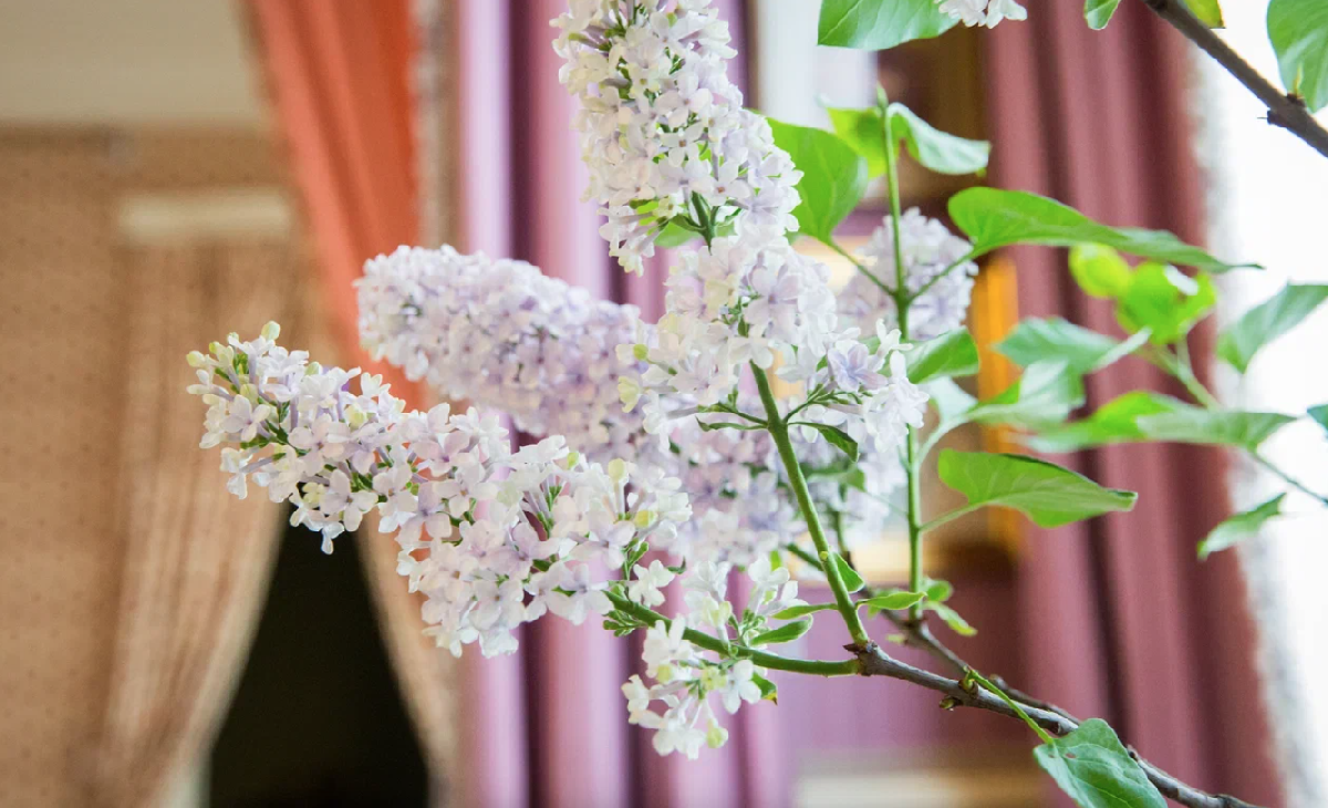 В Александровском дворце цветет сирень в январе 2022