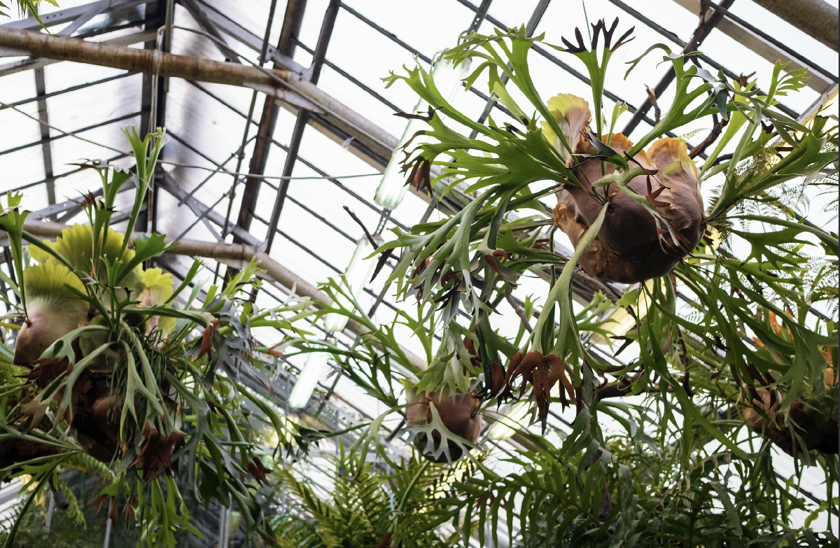 Ботанический фестиваль «Торжествуй, зелёный май!» 2026