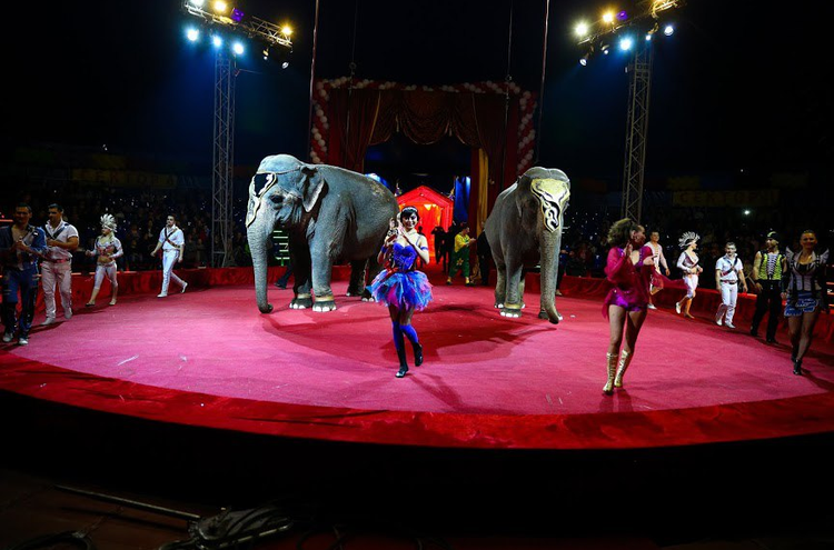 Цирк-шапито «Розовый Слон»