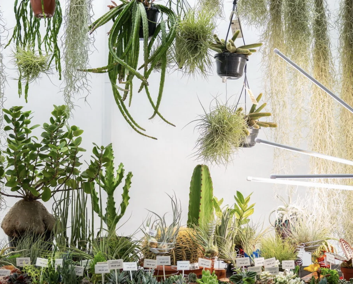 Фестиваль «Флора Фест»