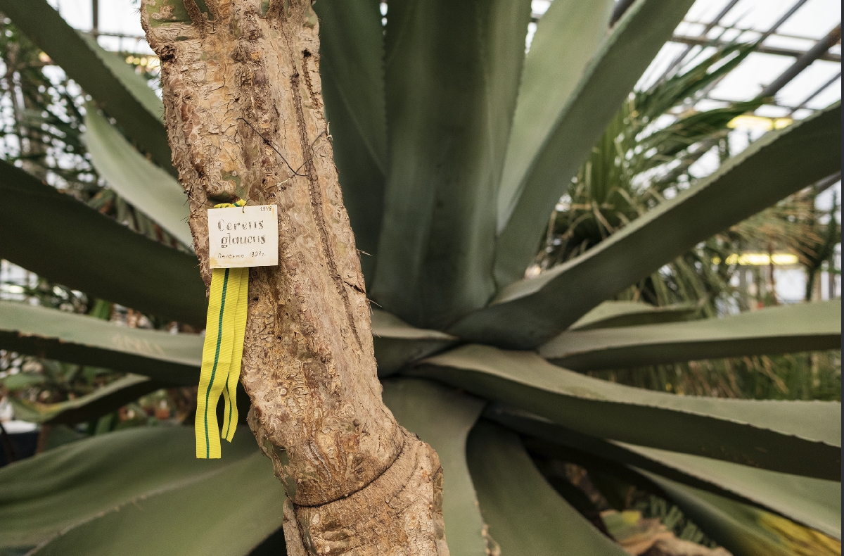 Патриотическая прогулка «Блокадная повесть Ботанического сада» 2026