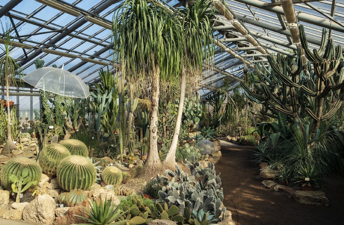 Патриотическая прогулка «Блокадная повесть Ботанического сада» 2026