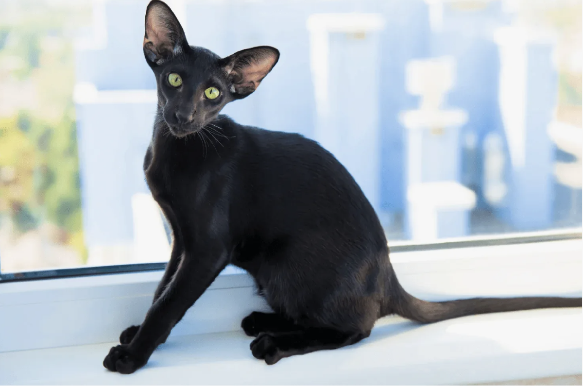 Фестиваль «Экзотические кошки породы Ориенталы и Серенгети»