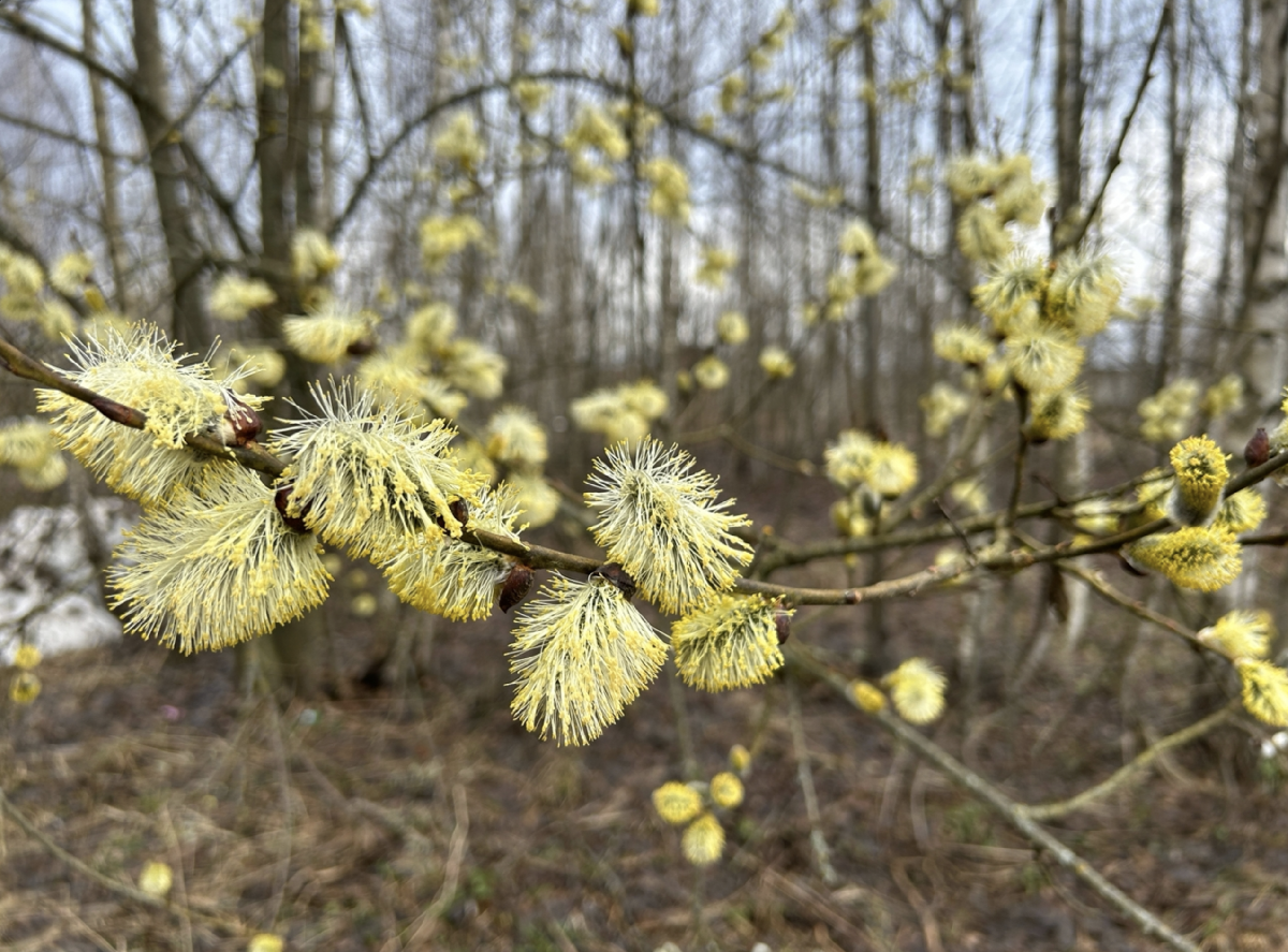 Топ-10 интересных событий в Санкт-Петербурге в выходные 4 и 5 апреля 2026