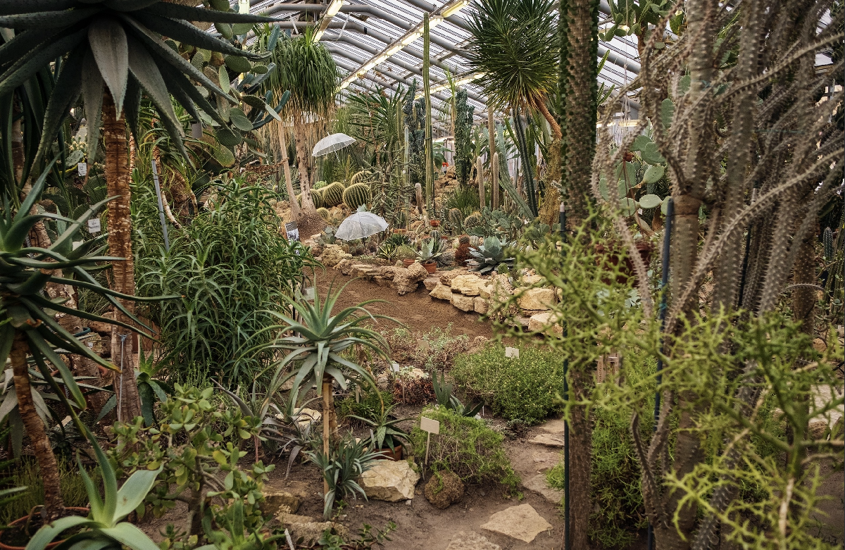 Патриотическая прогулка «Блокадная повесть Ботанического сада» 2026