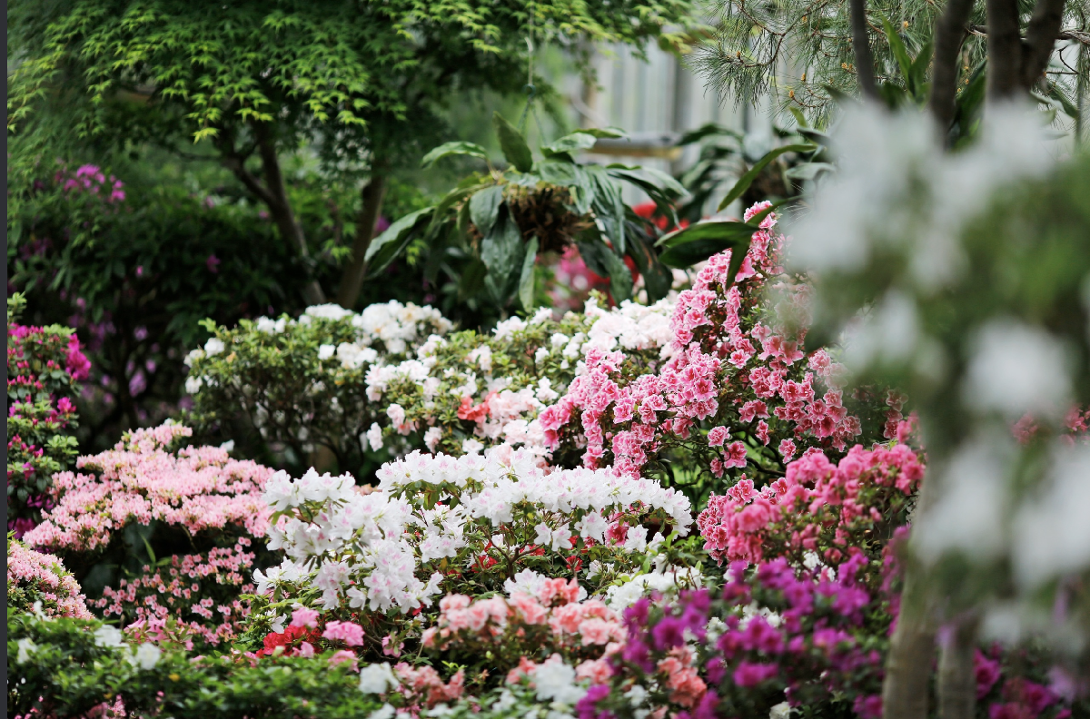 Фестиваль «Ботанические каникулы» 2026