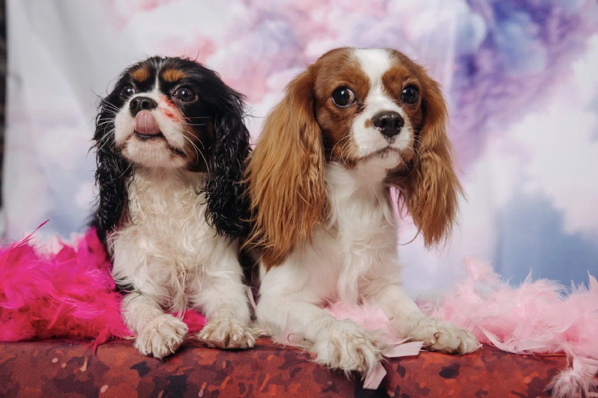 Семейный праздник – «Твоя очередь вилять хвостом» ТРЦ Охта Молл