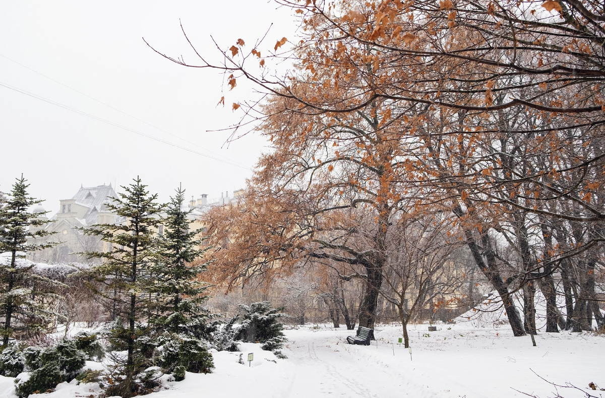 Фестиваль «Ботанический Новый год»2026