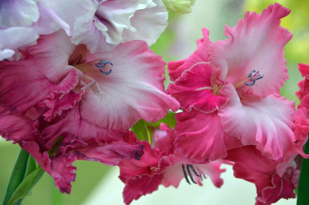 Красивые гладиолусы фото. Гладиолус Pink Parrot. Гладиолус цветок. Гладиолус Калос. Гладиолус Хантинг Сонг.