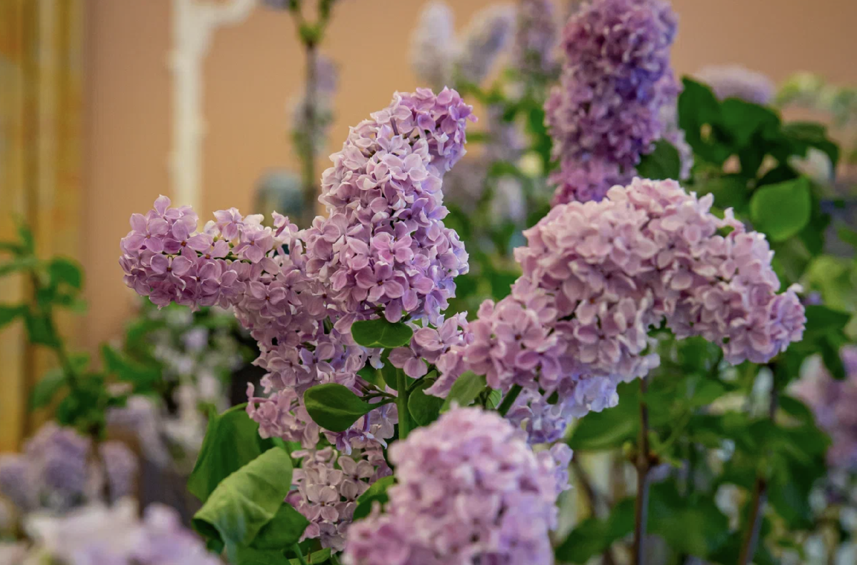 В музее-заповеднике «Царское Село» в январе зацвели сирень и миндаль