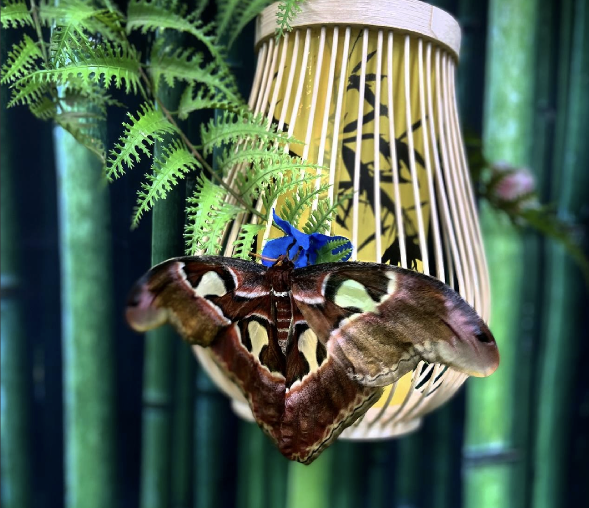 Выставка тропических бабочек в ТРК «Лето»