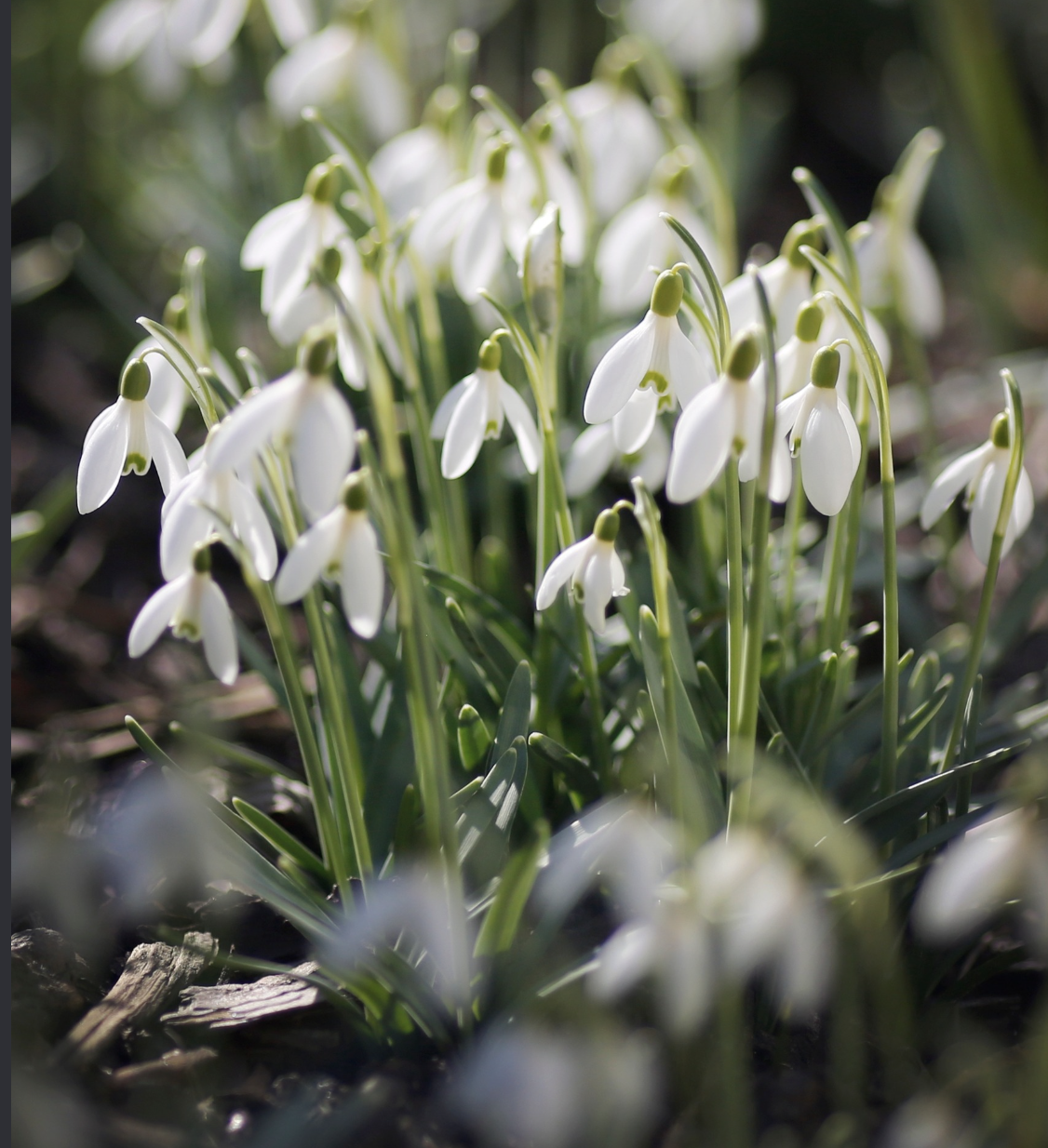 Фестиваль «Ботанические каникулы» 2026