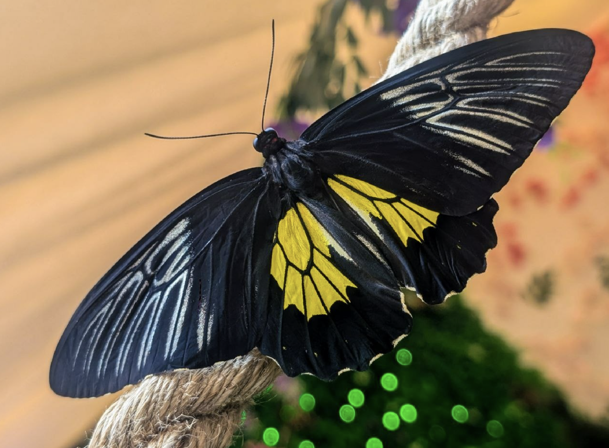 Выставка тропических бабочек в ТРК «Лето»