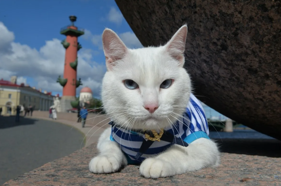 Городской фестиваль кошек «День Петербургского кота-2023»