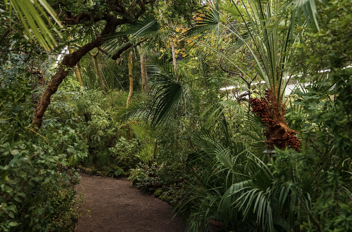 День всех влюбленных в Ботаническом саду Петра Великого 2026