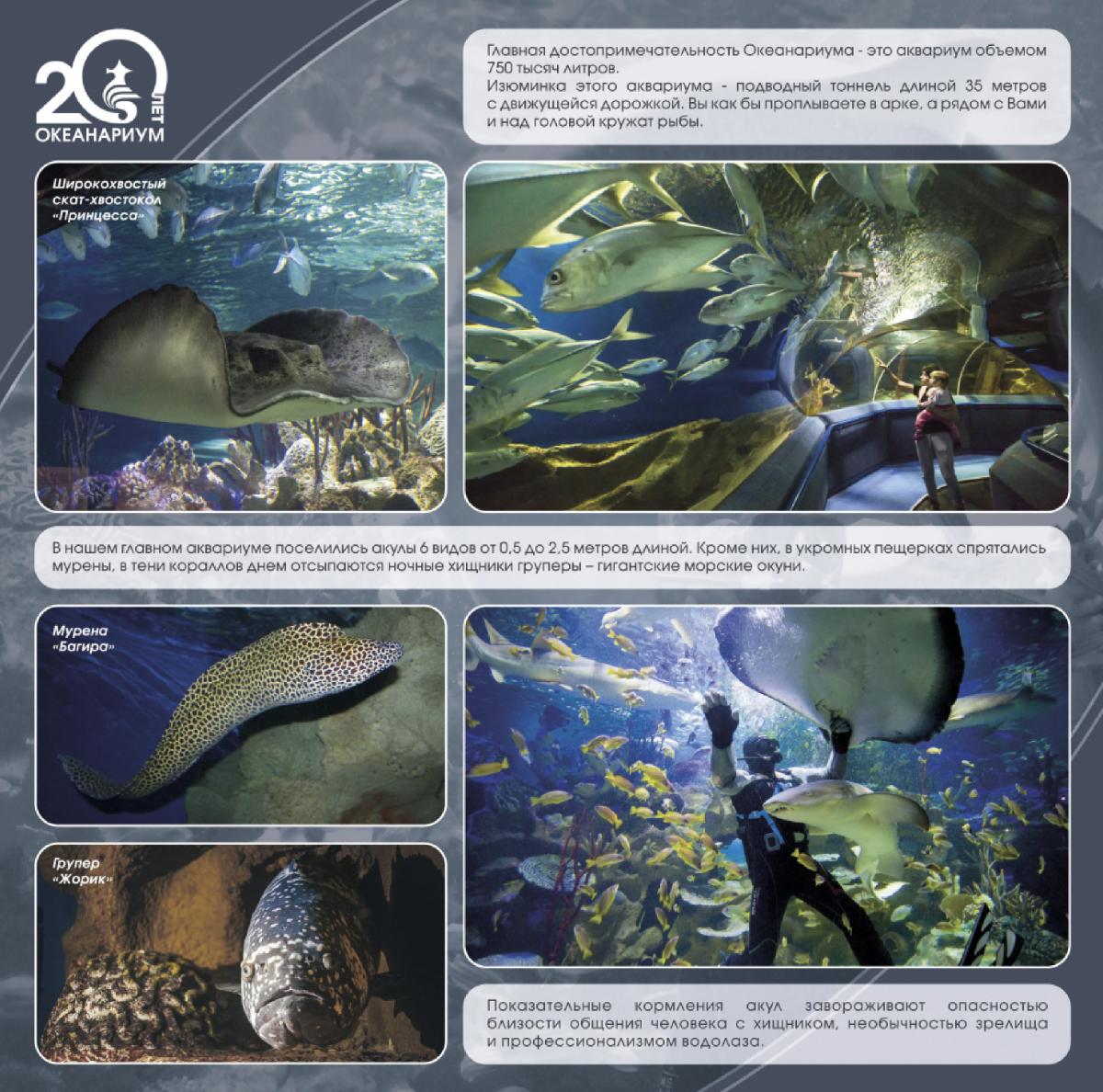Выставка «20-летие Океанариума»