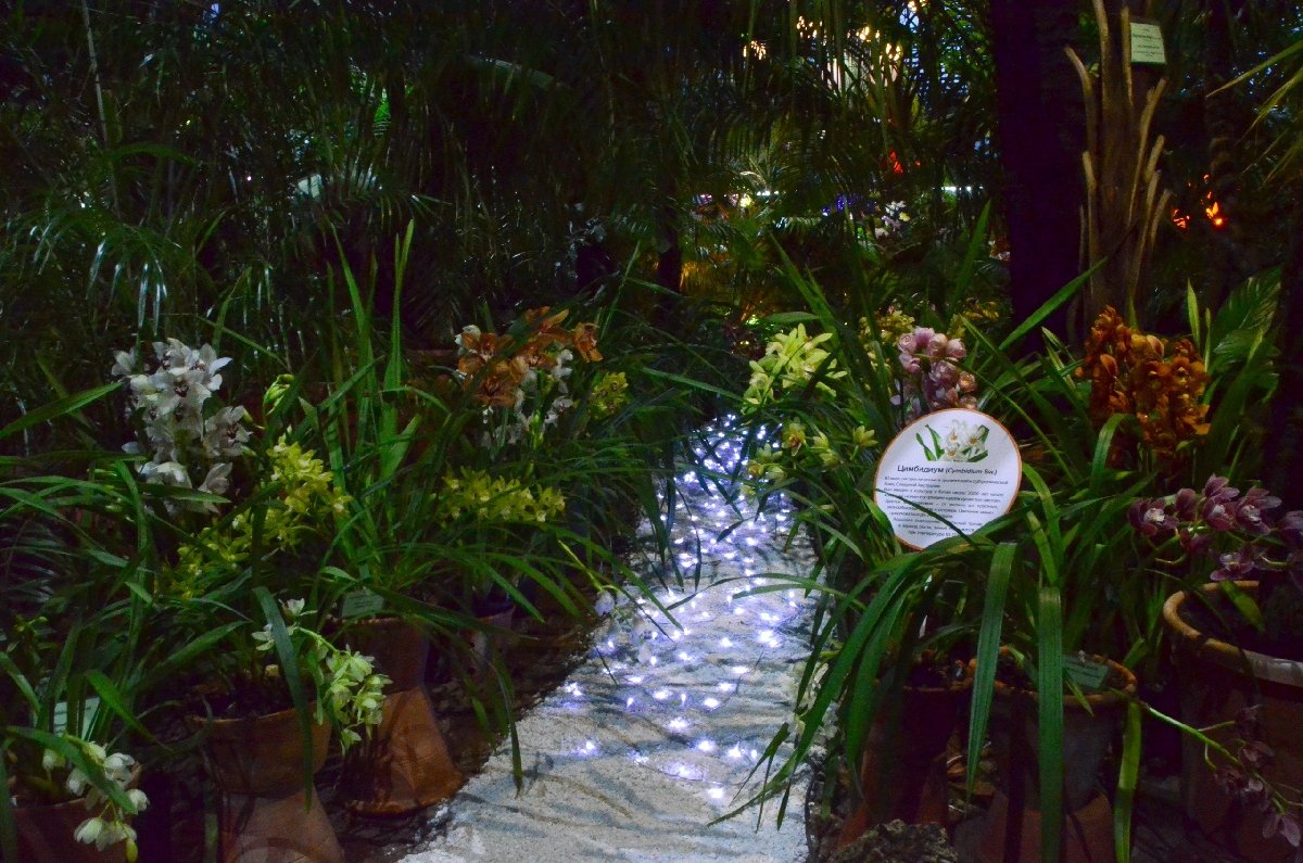 Выставка орхидей «Осколки радуги» в Ботаническом саду 2020
