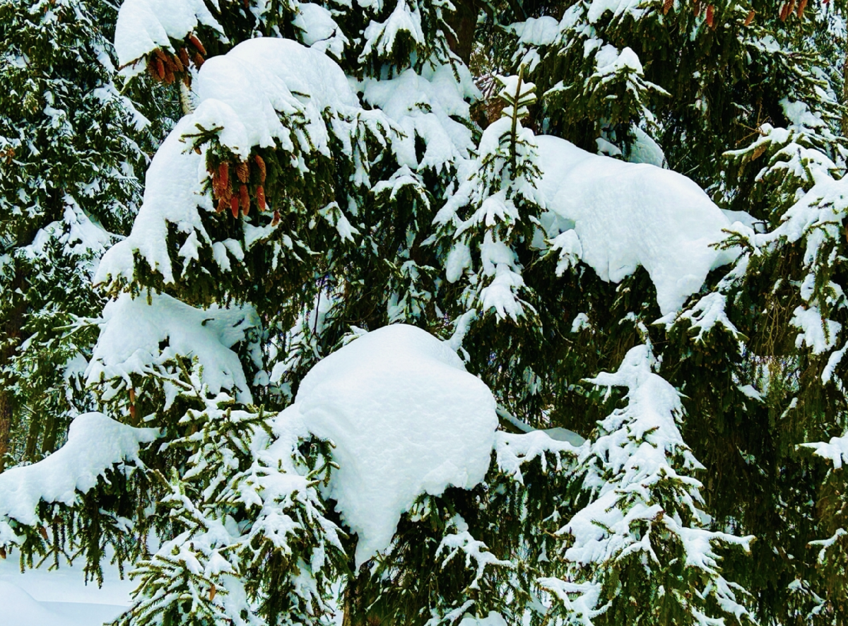 Топ-12 интересных событий в Санкт-Петербурге в выходные 24 и 25 января 2026 года