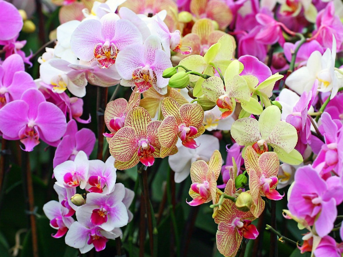 Выставка орхидей «Осколки радуги» 2018