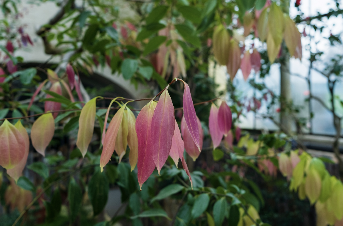 День всех влюбленных в Ботаническом саду Петра Великого 2026