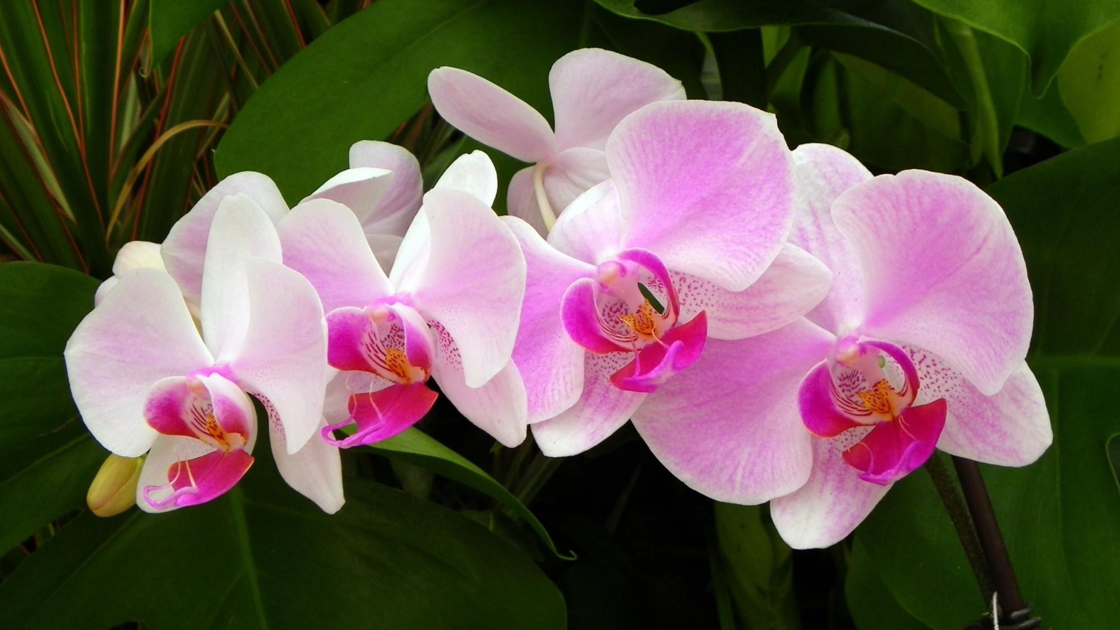 Flowers orchids. Фаленопсис Мальва. Орхидея мультифлора. Фаленопсис Serena.