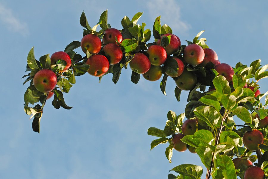 Праздник «Яблочный полдень» в Царском Селе 2018