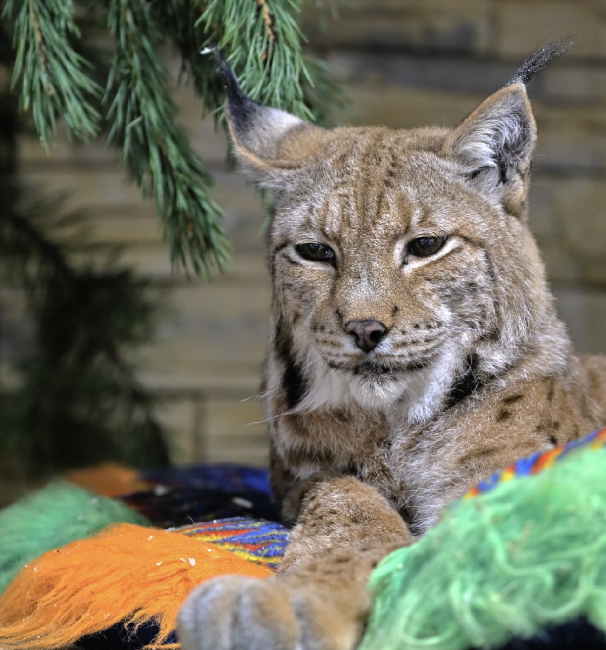 Международный женский день в Ленинградском зоопарке 2026