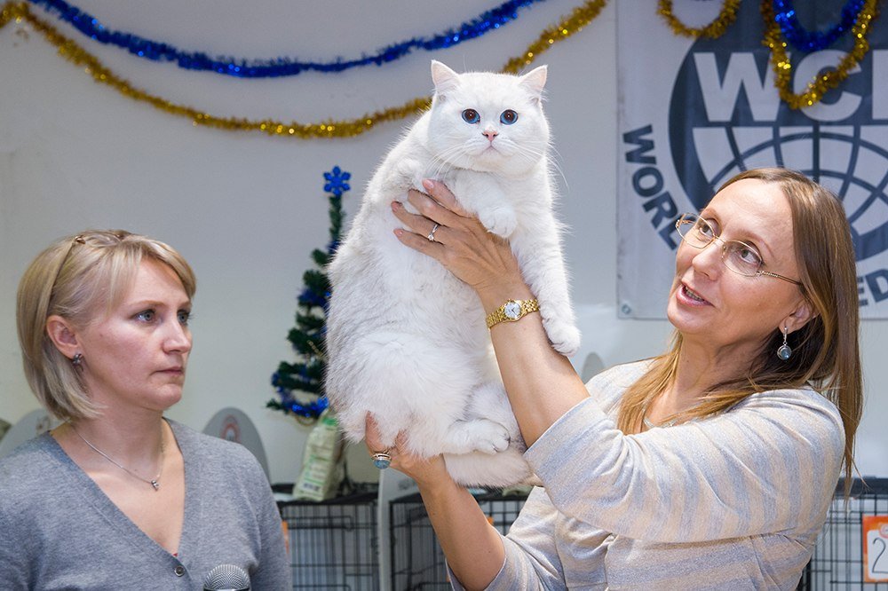 Международная выставка-продажа кошек «В гостях у Саффи»