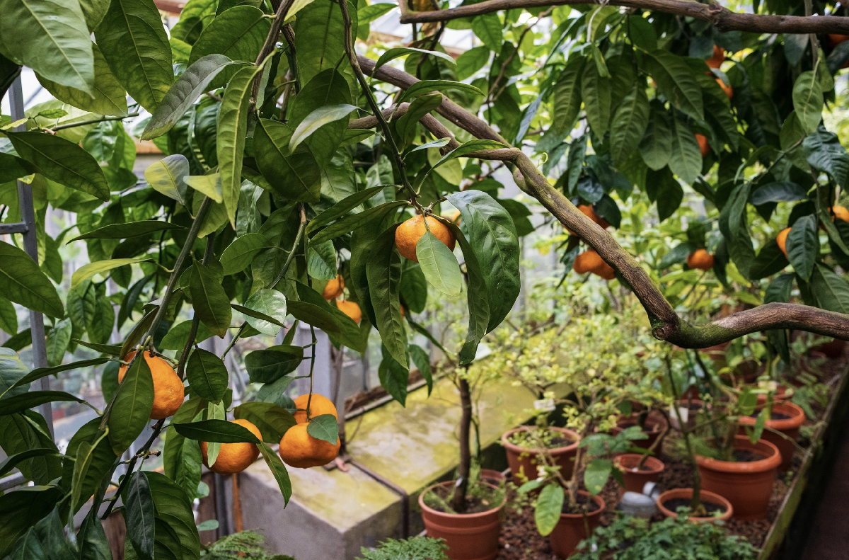 Фестиваль «Ботанический Новый год»2026