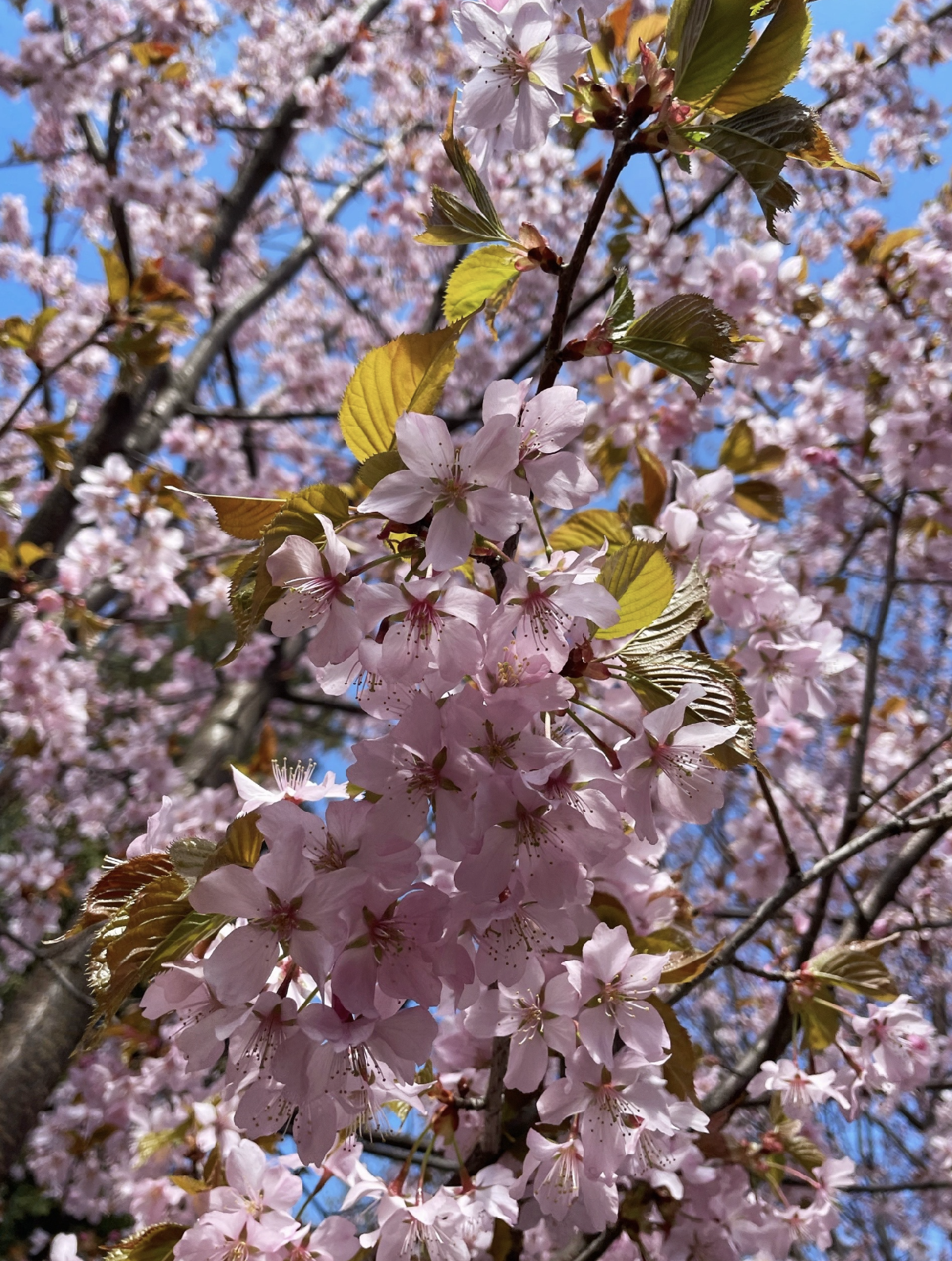 Фестиваль «Тайны Весеннего королевства-2026» 