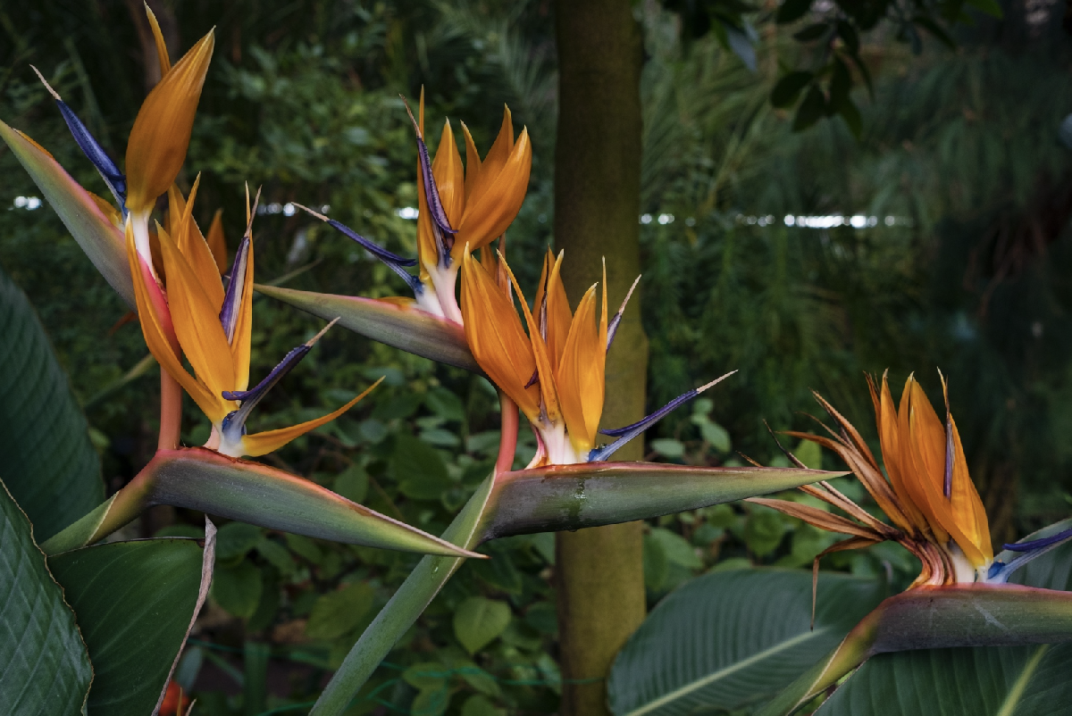 День всех влюбленных в Ботаническом саду Петра Великого 2026