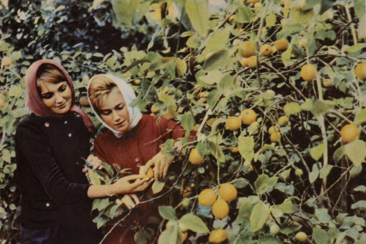 Выставочный проект «Лицевая сторона. Цветная фотооткрытка в СССР 1950–1970-х годов»