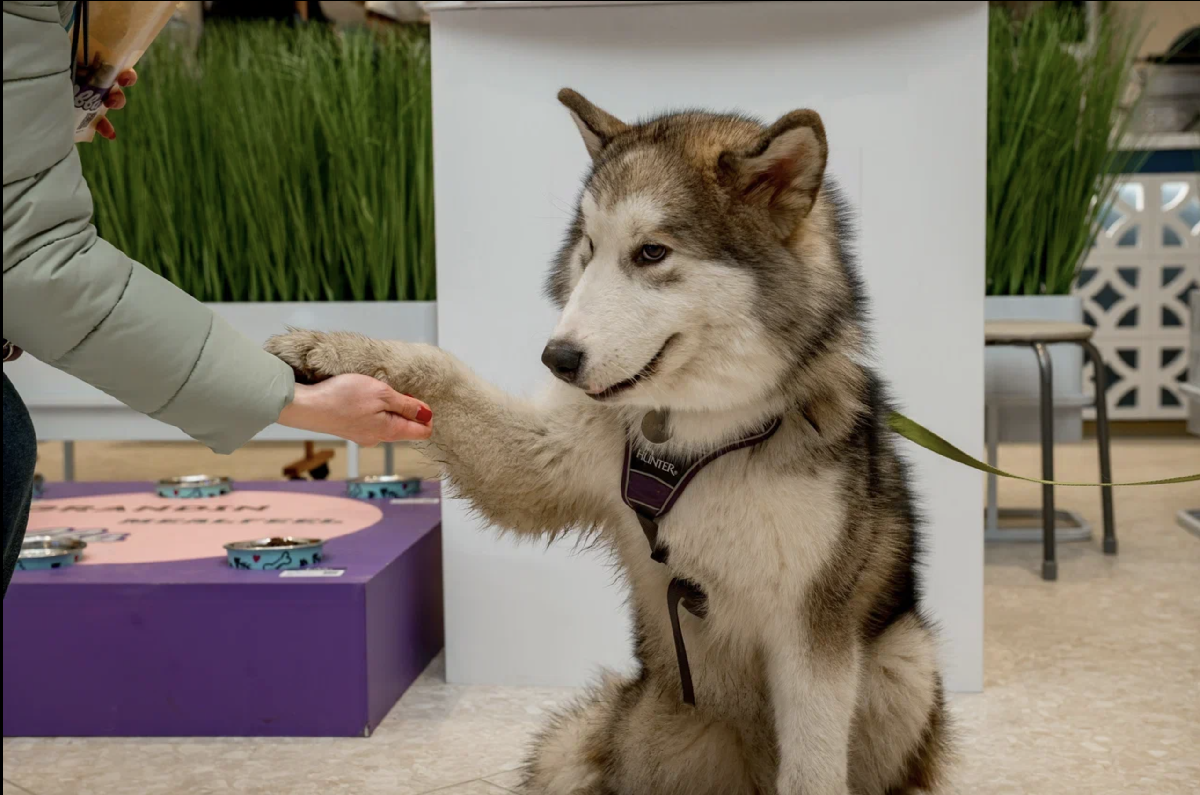 Семейный праздник – «Твоя очередь вилять хвостом» ТРЦ Охта Молл