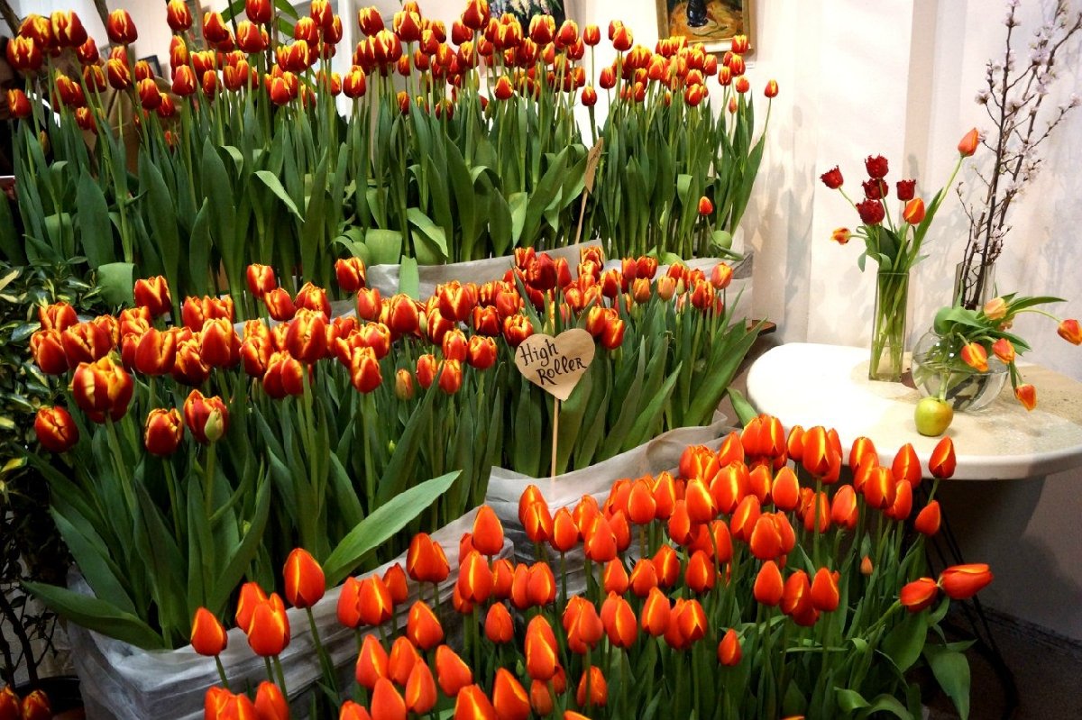 Выставка тюльпанов «Мечты о весне: путешествие в Голландию»