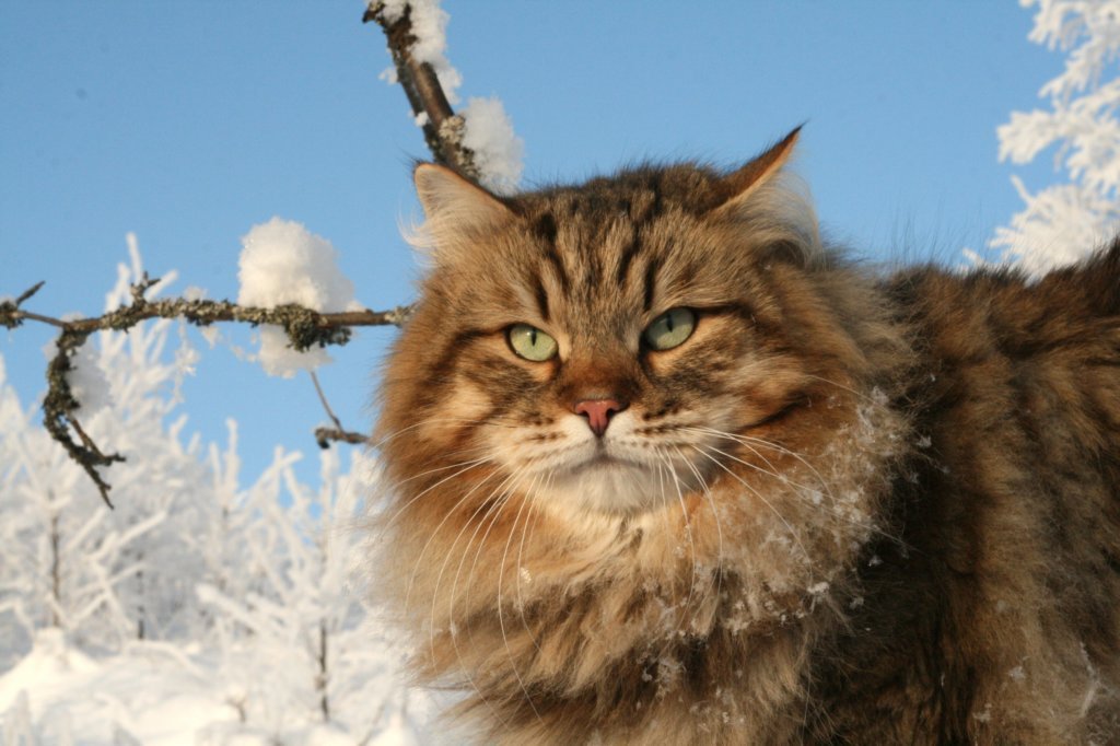 Фестиваль сибирских кошек
