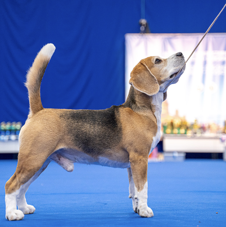 Выставка «Город собак»